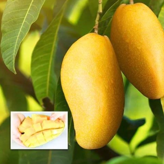 Nam Dok Mai Mango Plants — Mango sapling available at Agro Nursery Garden